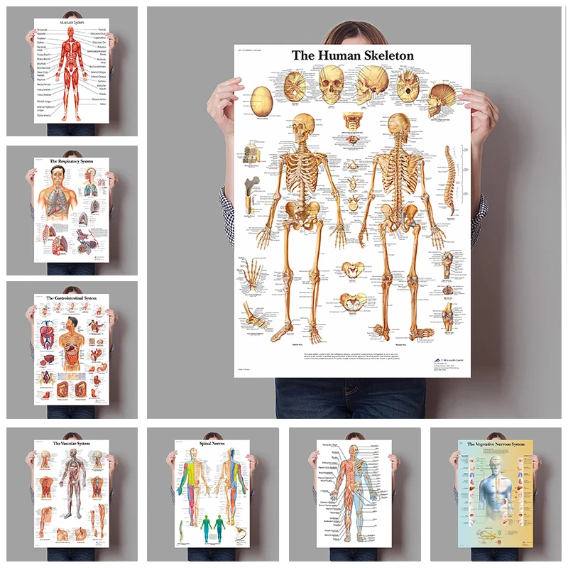 Badminton Poster - Menschliche Organe Gehirn Leber Herz Anatomie