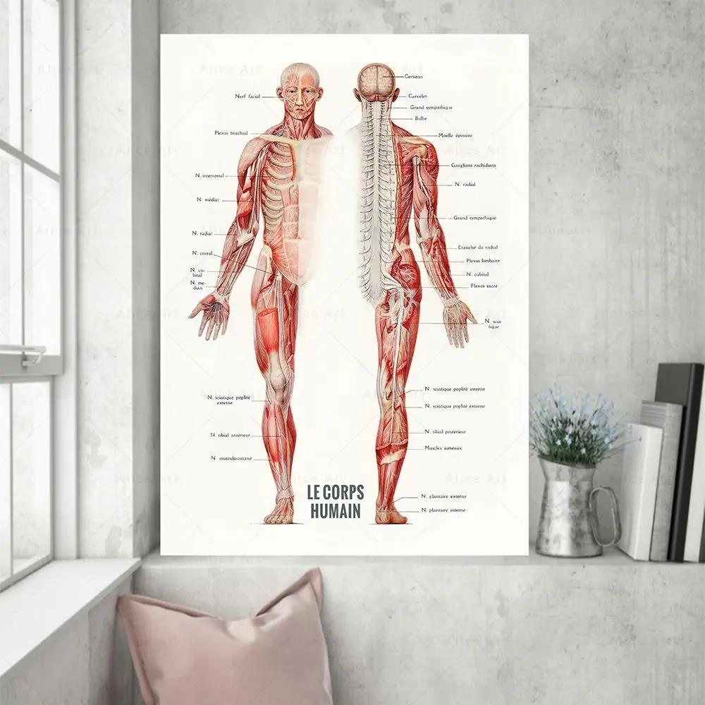Badminton Poster - Menschlicher Muskel, Bodybuilding, Anatomie, Leinwand-Poster, Drucke,