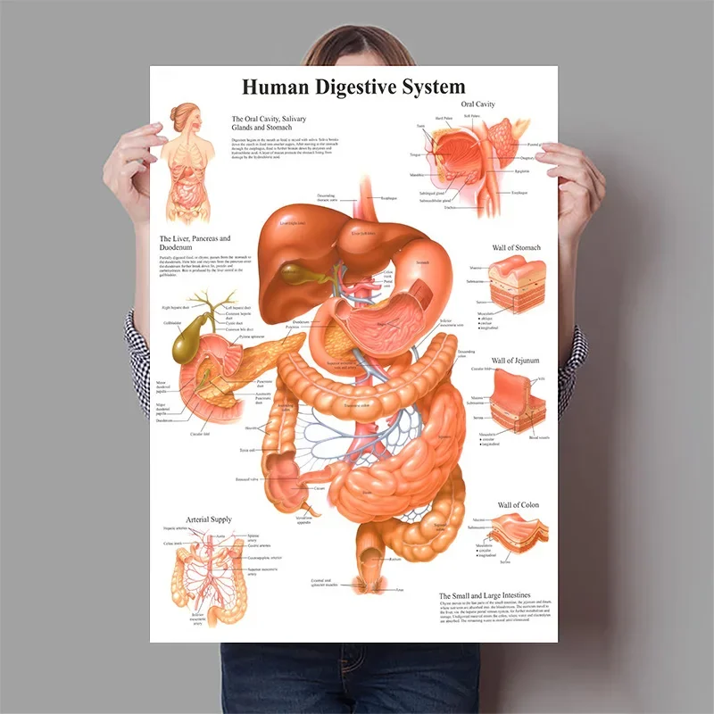 Menschliche Organe Gehirn Lebe – Badminton Poster Bewertung und Preis