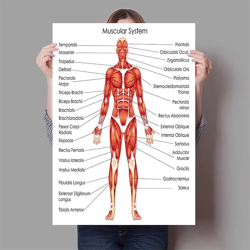Menschliche Organe Gehirn Lebe – Badminton Poster Bewertung und Preis