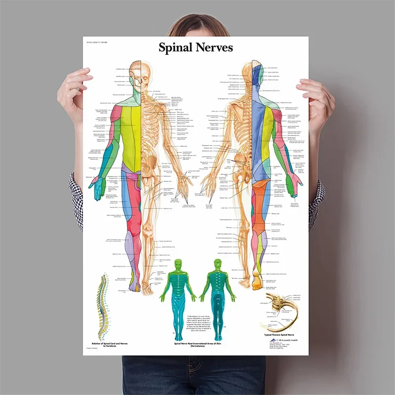 Menschliche Organe Gehirn Lebe – Badminton Poster Bewertung und Preis