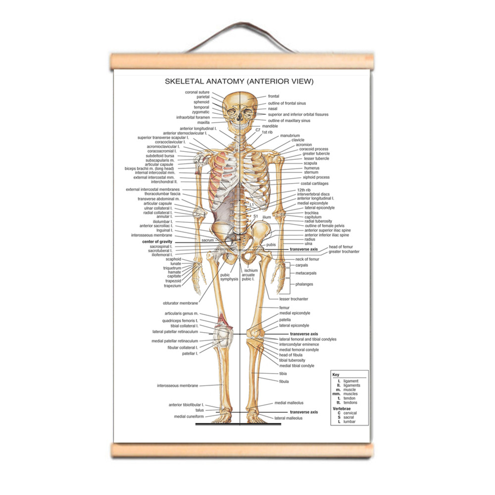 Menschliche Skelett-Anatomie P – Badminton Poster Bewertung und Preis