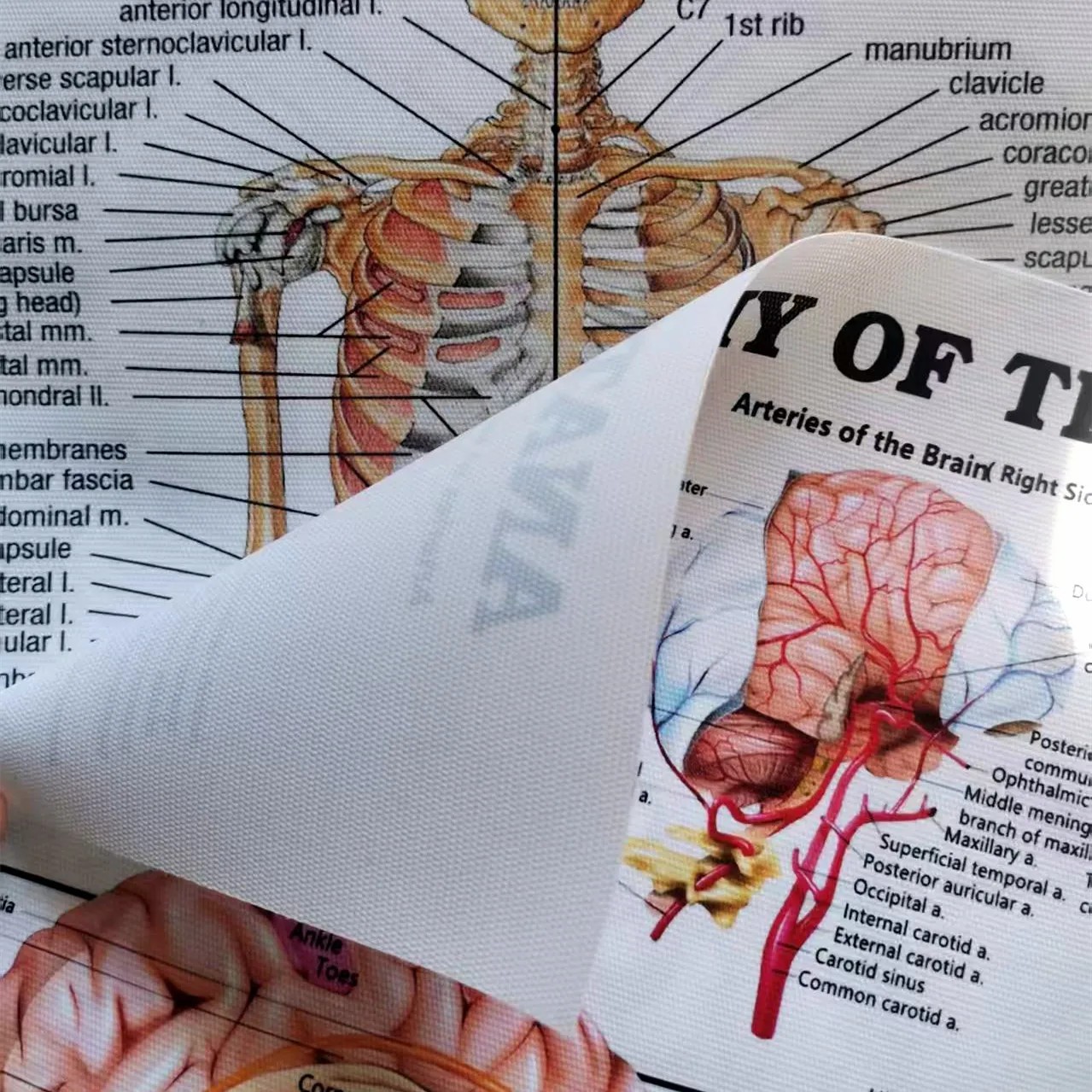 Menschliche Skelett-Anatomie P – Badminton Poster Bewertung und Preis