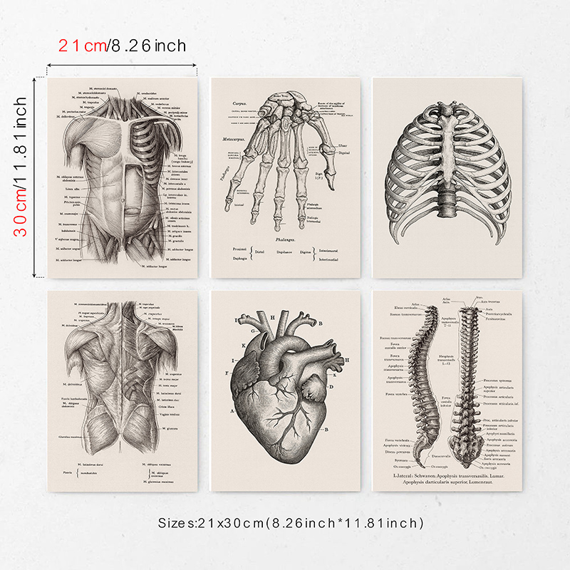 Set mit 6 Anatomie-Leinwandbil – Badminton Poster Bewertung und Preis