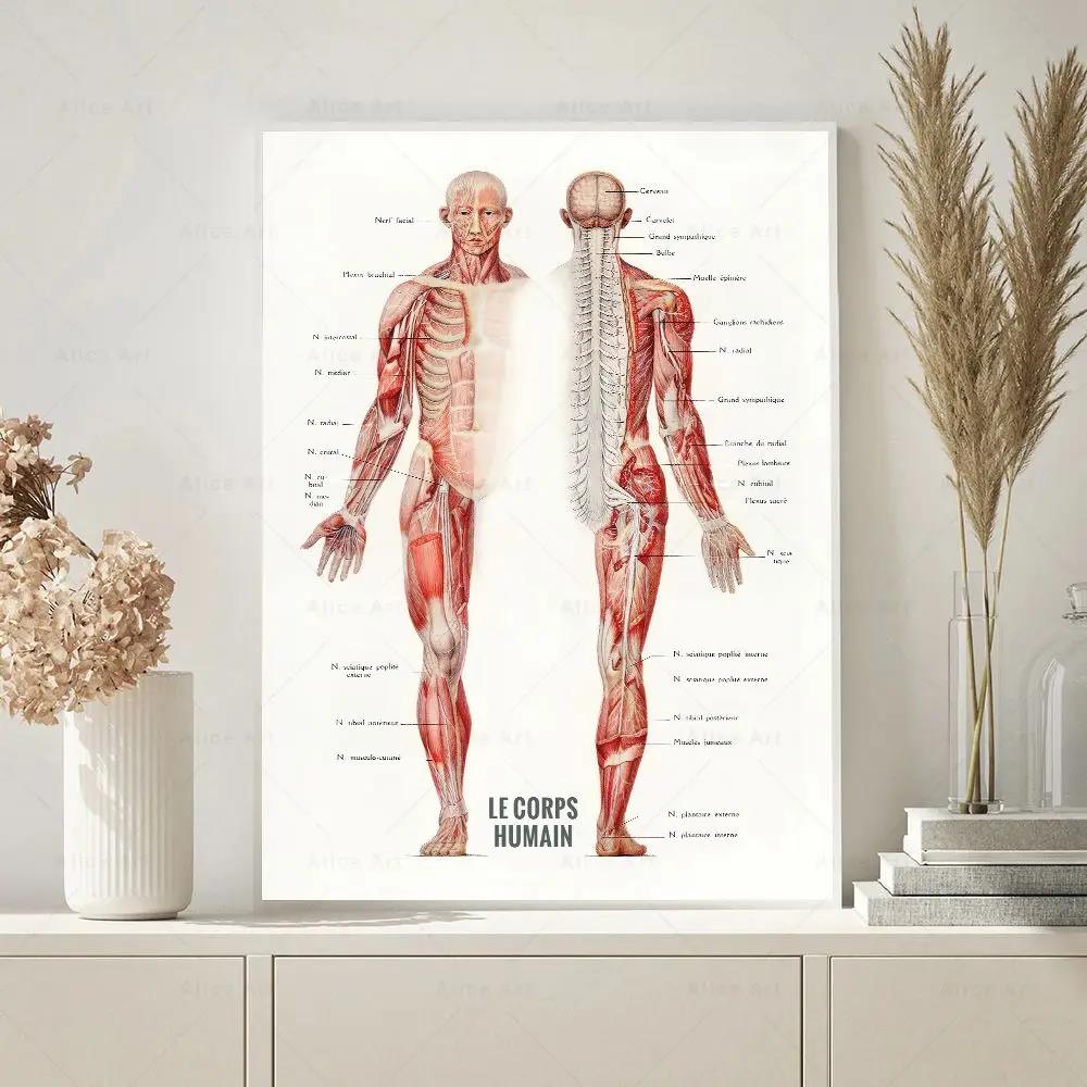 Menschlicher Muskel, Bodybuild – Badminton Poster Bewertung und Preis