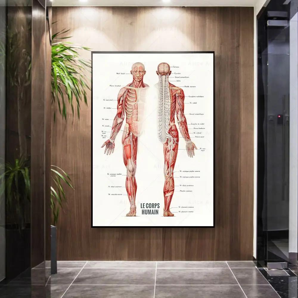 Menschlicher Muskel, Bodybuild – Badminton Poster Bewertung und Preis
